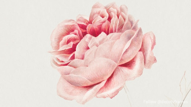 Red Rose