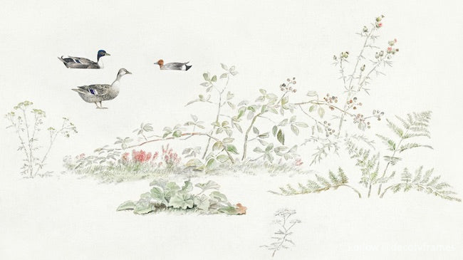 Studieblad met planten en watervogels (fiche d&#39;étude avec plantes et oiseaux aquatiques) 
