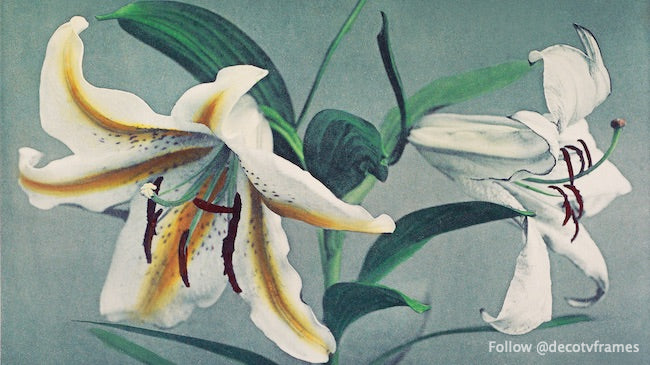 Lily, handâ€“colored collotype from Some Japanese Flowers (1896)