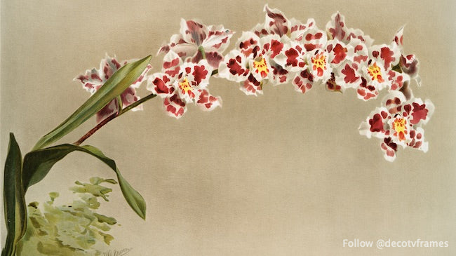 Odontoglossum crispum mundyanum des orchidées Reichenbachia (1888-1894) 