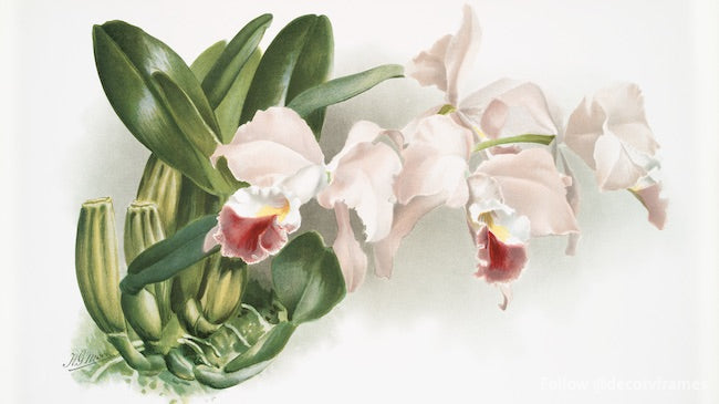 Cattleya labiata gaskelliana from Reichenbachia Orchids (1888-1894)