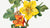 Fremontia mexicain (Fremontodendron mexicanum) (1926) 