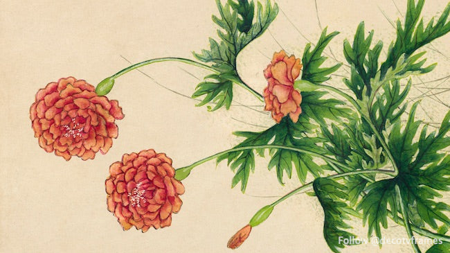 Peony (18th Century)