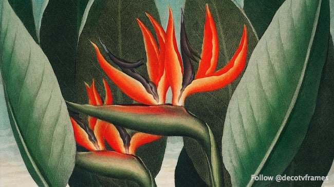 La Reine – Plante du Temple de Flore (1807) 