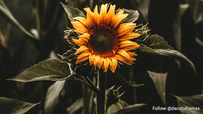 Capucines (1905) d'Odilon Redon 