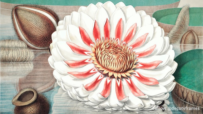 Nénuphar géant vintage 