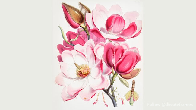 Campbell&#39;s magnolia (Magnolia Campbellii)