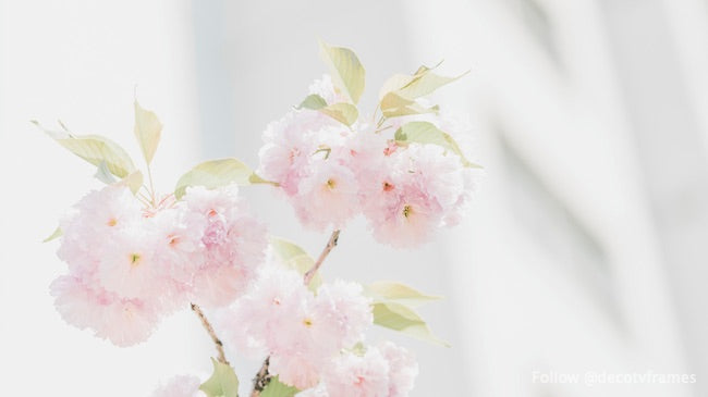 Tree in bloom, London, Canada