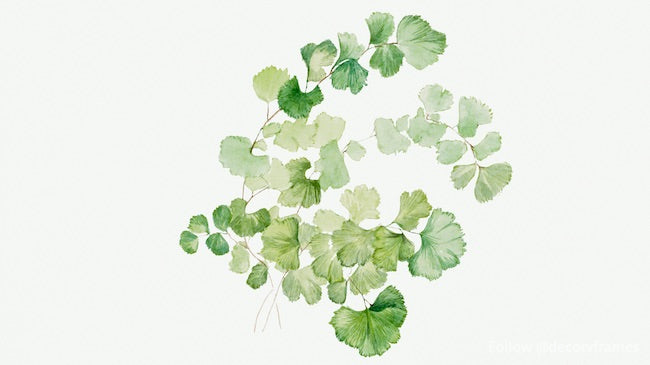 Puccoon (Lithospermum ruderale) (1923)