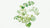 Puccoon (Lithospermum ruderale) (1923)