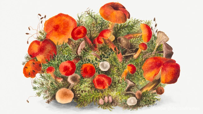 Study of Mushrooms (1880)