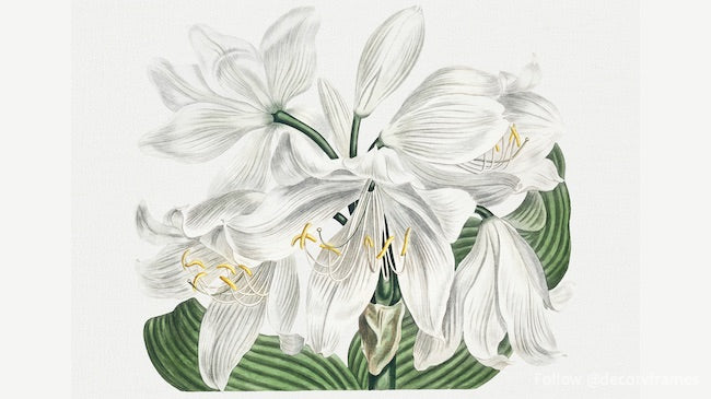 The Botanical Magazine or Flower Garden Displayed: White Capeâ€“Coast Lily (1806)