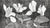 Cyclamen (1920)