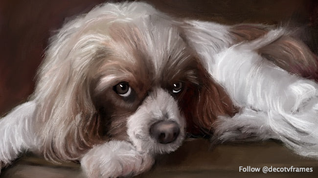 Animal de compagnie n°1 