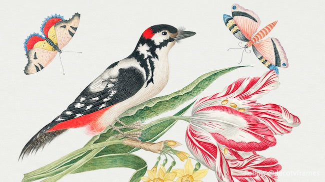L&#39;illustration du XVIIIe siècle d&#39;un oiseau marbré noir et blanc sur une tige de tulipe avec des jonquilles et des papillons 