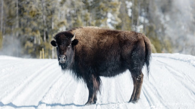 American bison, or buffaloes, in Yellowstone National Park in the northwest corner of Wyoming