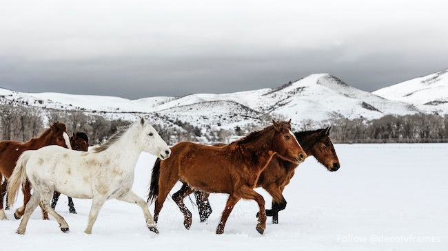 A mixed herd of wild and domesticated horses
