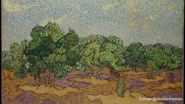 Olive Trees